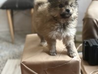 Pomeranian erkek yavru