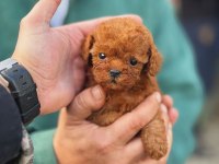 Toy-Teacup Poodle