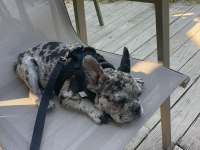 French bulldog merle erkek yavru
