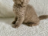 British shorthair fawn erkek yavru