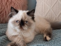 Exotic longhair yavru
