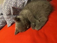 Orjinal ev doğumlu british kedi