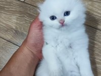 Show Kalite Scotish Longhair
