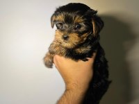 Bebek Yorkie Yavruları