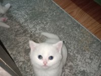 Beyaz british shorthair yavrularım yeni yuvasını arıyor