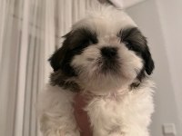 Safkan Shih-tzu Yavruları