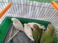 Cennet ve sevda yavrular ele kola alıştırmalık