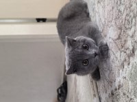 28 şubat doğumlu british shorthair