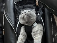 9 aylık dişi british shorthair