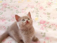 GRİ LİLAC DİŞİ ERKEK SAFKAN YAVRU KEDİLER