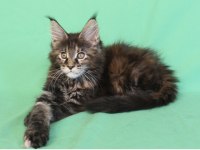 Maine coon black tabby dişi