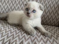 2 aylık mama ve WC eğitimli Blue Point Scottish Fold