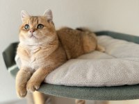 Safkan british shorthair yavrular