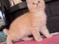 British shorthair 55 günlük