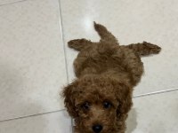 Akıllı poodle kızımız yuva arıyor dişi 2.5 aylık