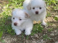 Dost canlısı küçük ırk dişi ve erkek süs köpeği