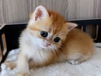 Golden Dişi Yavru British Shorthair
