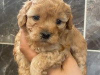 Toy poodle yavrularımız