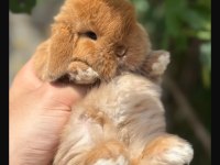 Hollanda Lop Mini Lop Cüce Tavşan Yavruları Gönderim Var