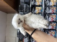 A kalite sağlıklı WC eğitimli scottish fold