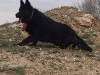Solid black siyah alman çoban köpeği