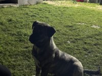 Yavru safkan dişi presa canario