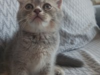 British Shorthair Ve Scottish Fold Sahiplendirme