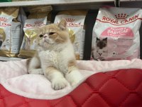 Türünün en güzel örneklerinden exotic shorthair