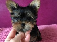 Micro teacup kore Türkiyede tek yorkshire terrier