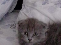 British shorthair 2.5 aylık