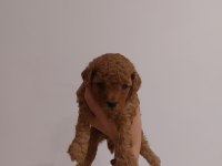 Orjinal toy poodle yavruları