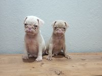 Pink Pug Mobs Bebekler