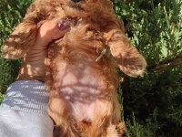 Minyatür Maltipoo Kız