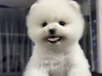 Pomeranian Boo Yavrusu