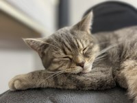 Güzel british shorthair kızıma yuva arıyorum