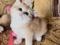 Saf Kan Golden British Shorthair Yavrular (Wcf kayıtlı)