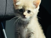 OYUNCAK GİBİ YAVRU SCOTTİSH FOLD KEDİMİZ