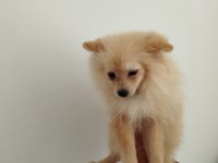 Safkan Pomeranian yavru