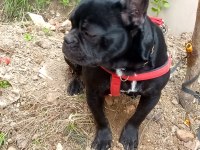 7 aylık siyah french bulldog