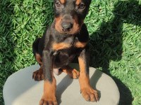 King Doberman Yavruları