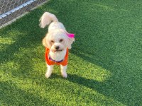 Maltese terrier köpeği 1 yaşında dişi