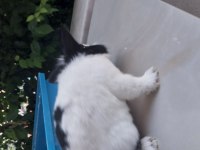 Uysal erkek cüce tavşan erkek