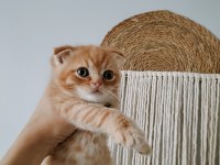 Mükemmel scottish fold bebeklerim