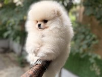Villamızdan Teddy Bear Pomeranian Boo Yavrularımız