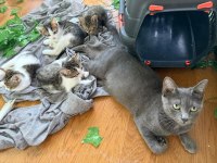 4 YAVRU KEDİMİZ SAHİPLERİNİ ARIYOR ÜCRETSİZDİR