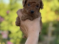 ERKEK KUYRUKSUZ POODLE KÖPEĞİMİZ