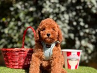 Safkan Toy Poodle Yavrularımız