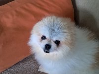 Pomeranian Boo Dişi 1 Yaşında