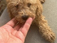 Maltipoo Bebekler