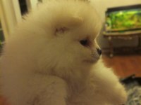Safkan anne ve baba şecereli pomeranian dişi yavrular